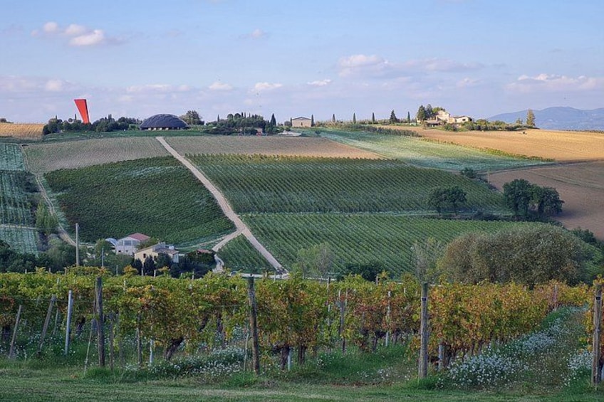 A vineyard with rows of grapevines, a red structure, and a building in the background. 5