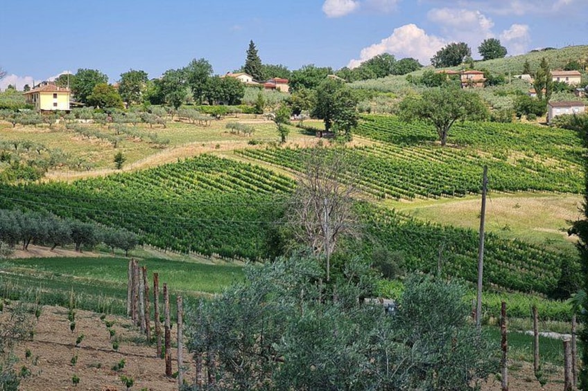 A vineyard with rows of grapevines, a few trees, and houses in the background. 4