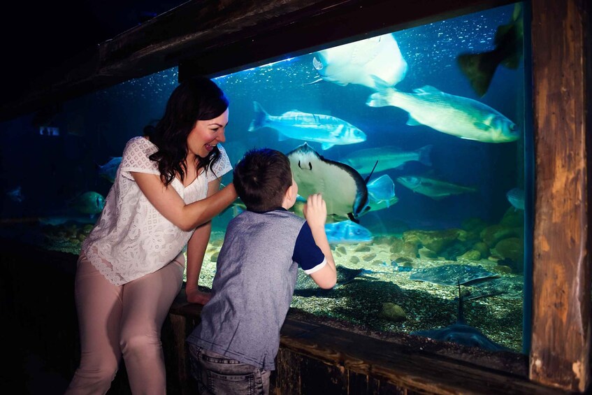A woman and a child looking at fish in an aquarium. 1