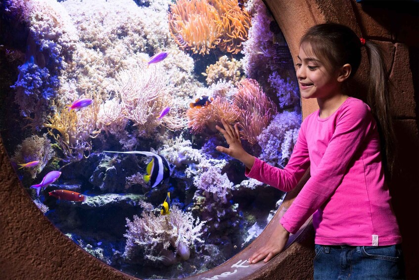 A child in a pink shirt touching a large aquarium filled with colorful fish and coral. 3