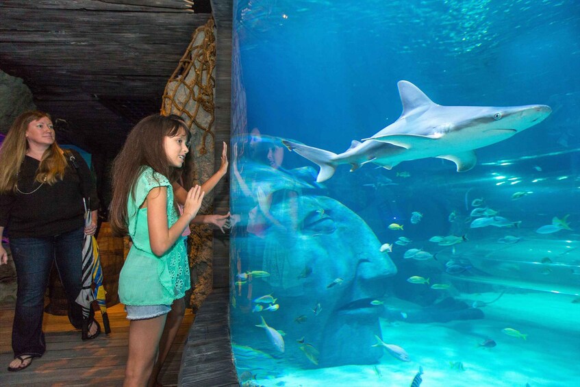 An aquarium with a large shark and various fish. 4