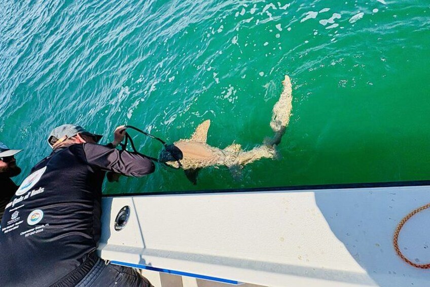Off Shore Fishing Charters in Clearwater Beach Florida 2