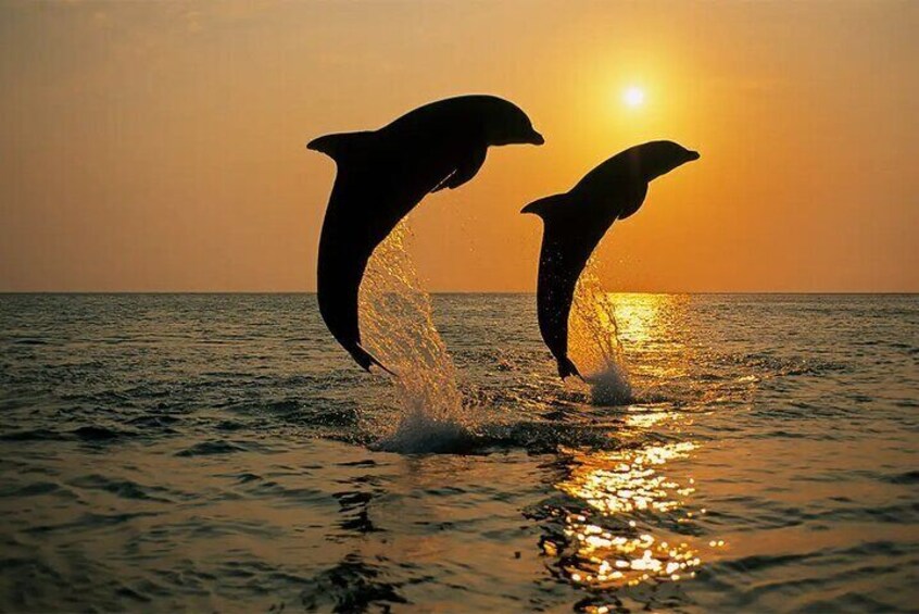 Dos delfines saltando fuera del agua al atardecer. 1