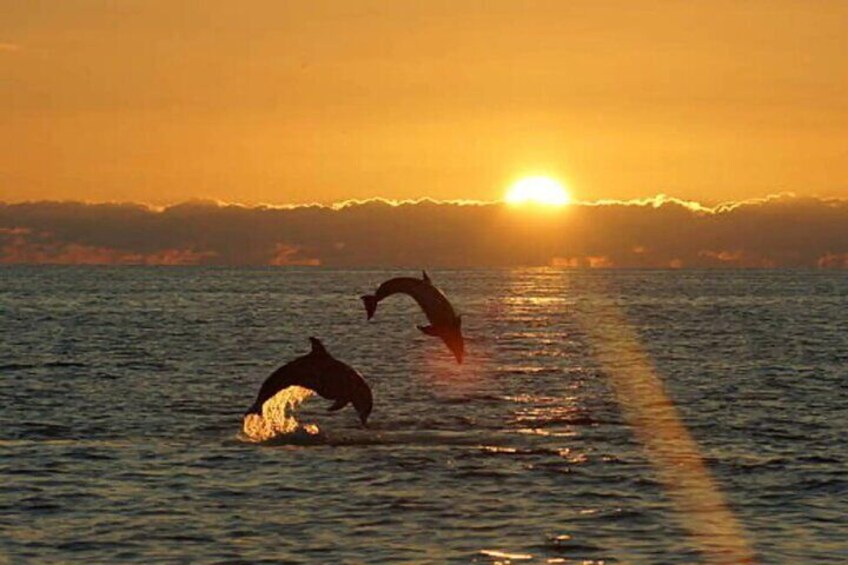 Delfines saltando fuera del agua al atardecer. 2