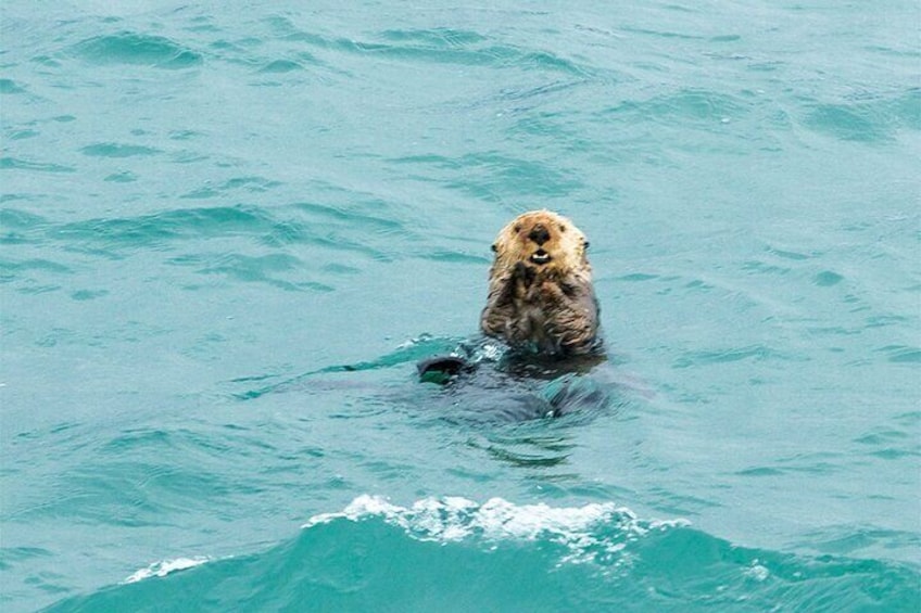 Glacier Bay Day Tour: Explore Tidewater Glaciers and Wildlife 2
