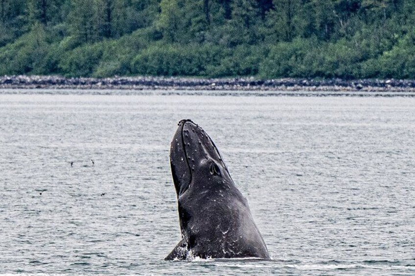 Glacier Bay Day Tour: Explore Tidewater Glaciers and Wildlife 5