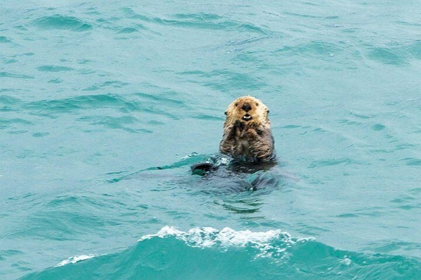A beaver swimming in a body of water. 2