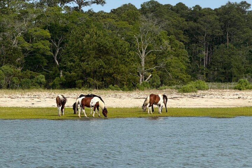 Horses grazing near a water body with a forested background. 3