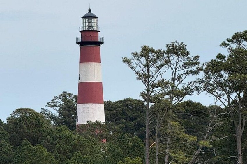 Wildlife Boat Tour with Wild Ponies and Dolphins in Chincoteague 3