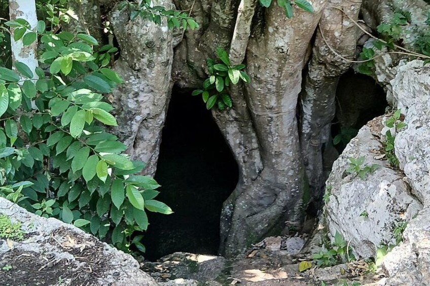 A cave entrance surrounded by trees and rocks. 1
