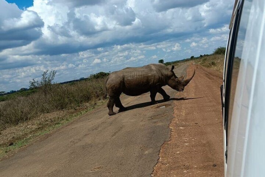 Un rinoceronte attraversa una strada sterrata. 3
