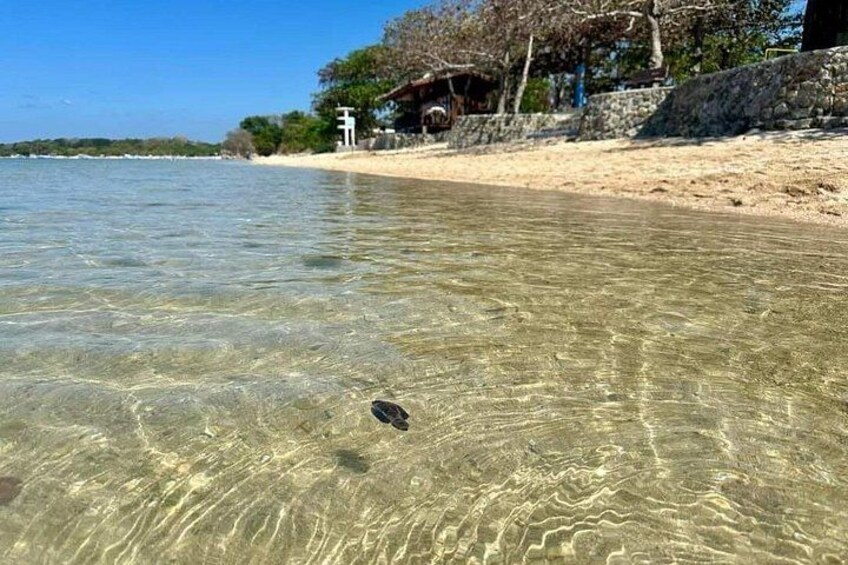 A beach with clear shallow water, a turtle on the sand, and a building in the background. 3