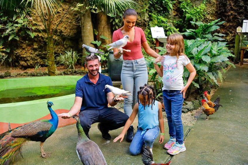 A peacock, a rooster, and a person feeding birds in a garden. 3