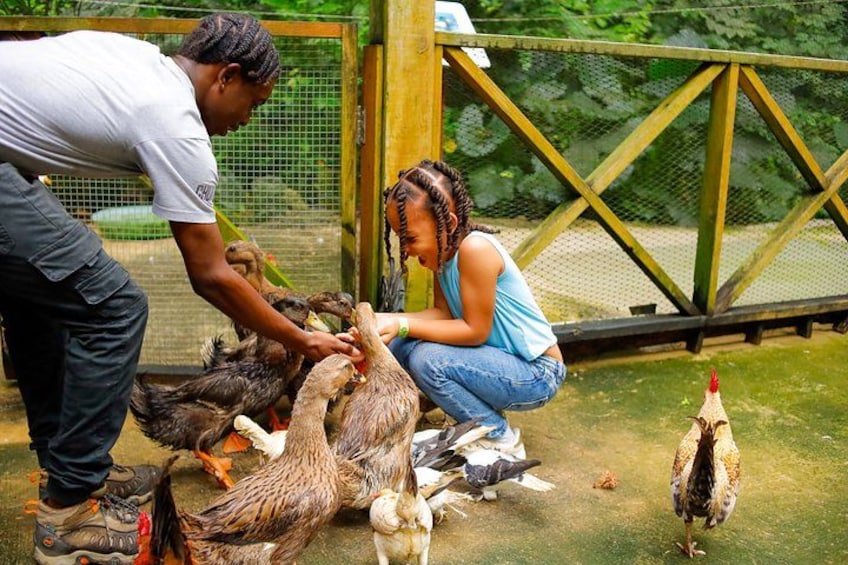 A person feeding chickens in a fenced area. 2