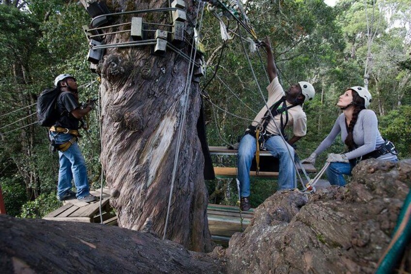 Tsitsikamma Canopy Tour 5