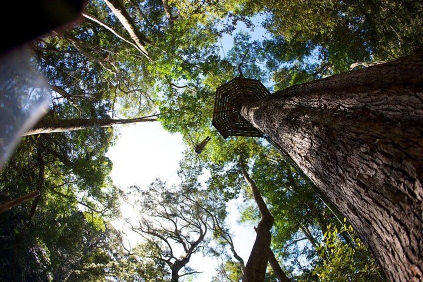 A tall tree with a dense canopy of green leaves, sunlight filtering through the branches, and a clear view of the sky. 4