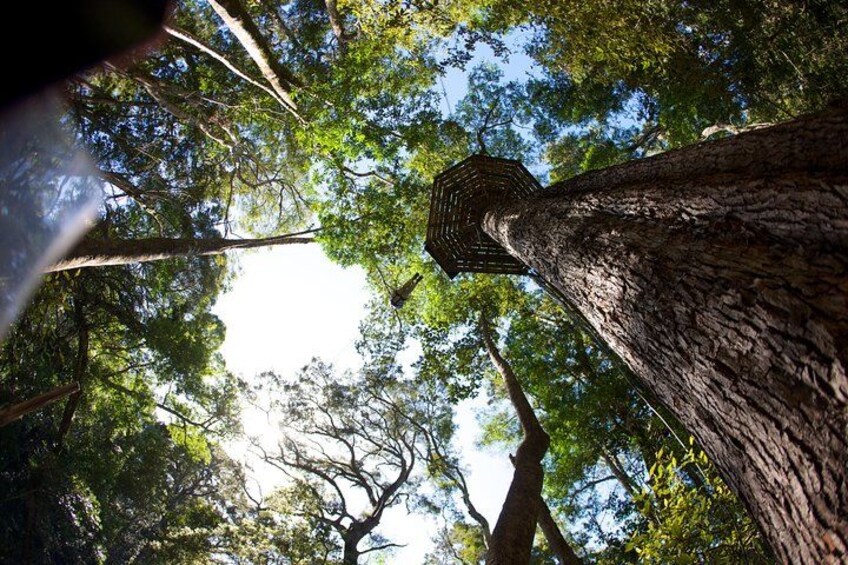 Tsitsikamma Canopy Tour 4