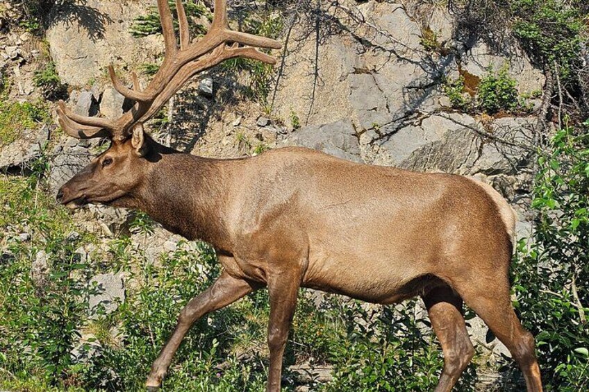 Et stort eland med markante gevirer vandrer gennem et stenet landskab med sparsom vegetation. 4