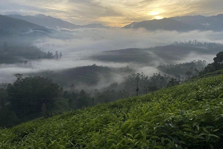 Kochi to Munnar Full Day Tour with Eravikulam, lockhart and Lunch 2
