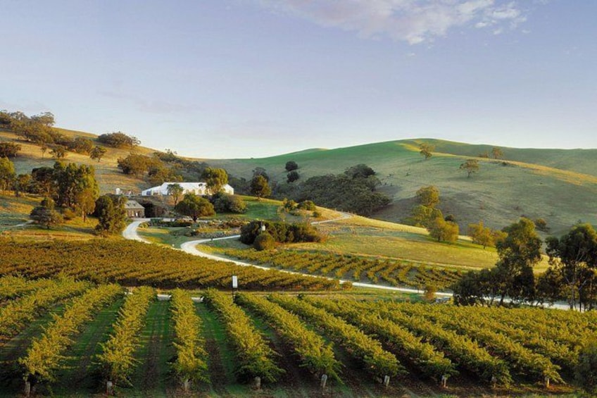 Bethany Wines. Photo by Tourism Australia. 5