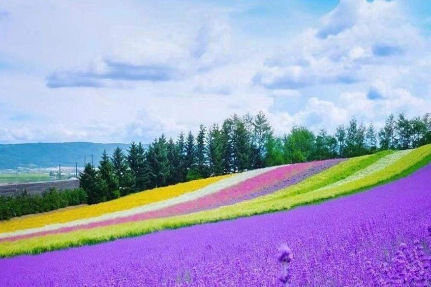 Hokkaido Farm Tomita Shikisai Hill Waterfall& Blue Pond Day Tour 4