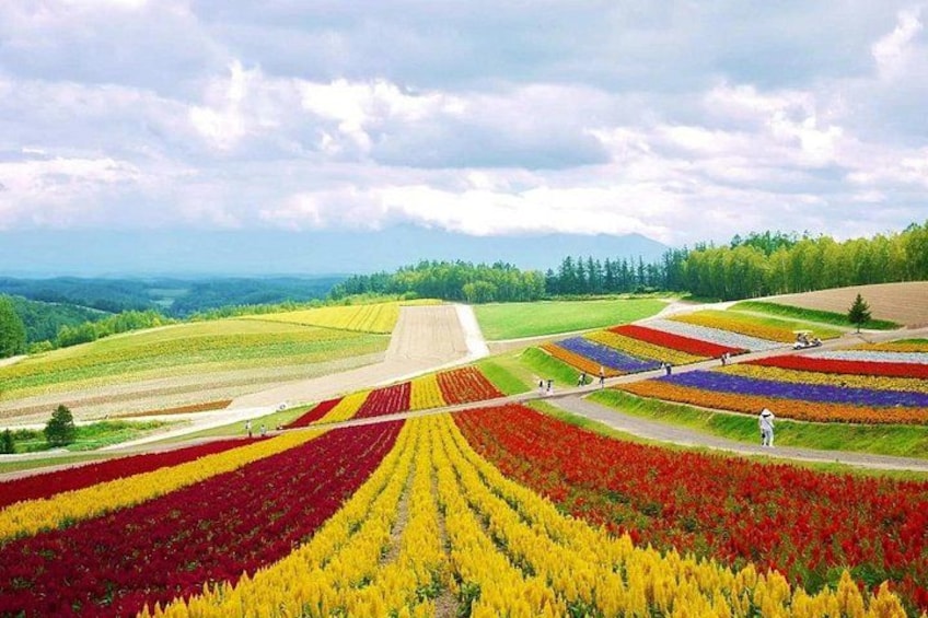 Hokkaido Farm Tomita Shikisai Hill Waterfall& Blue Pond Day Tour 2