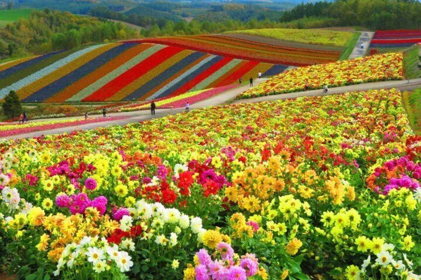 Hokkaido Farm Tomita Shikisai Hill Waterfall& Blue Pond Day Tour 2