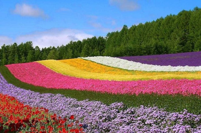 Hokkaido Farm Tomita Shikisai Hill Waterfall& Blue Pond Day Tour 5