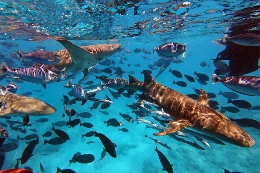 Ein großes Meereslebewesen, vermutlich ein Wal, schwimmt durch klares, blaues Wasser inmitten einer Fischschwarml. 5