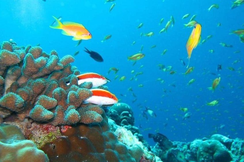 A coral reef with various fish species, including yellow and orange fish, and a diver in the background. 5