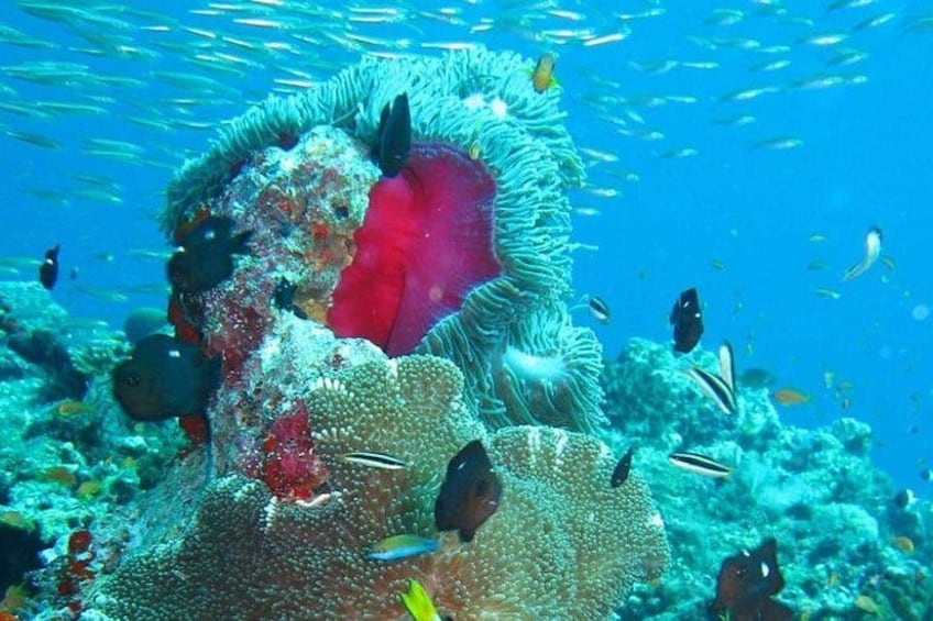 A coral reef with diverse marine life, including fish and anemones. 3