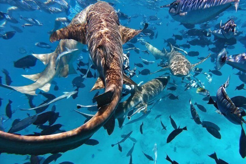 Ein großes Meereslebewesen mit langem Schwanz schwimmt in klarem, blauem Wasser inmitten eines Fischschwarms. 3