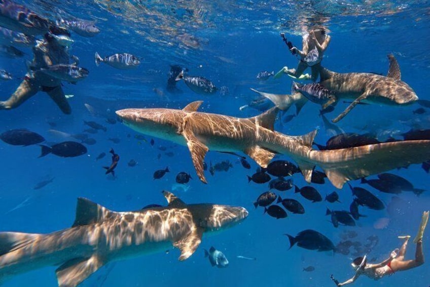 Eine Gruppe von Haien schwimmt in klarem, blauem Wasser, während Taucher zusehen. 4