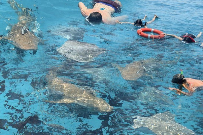Menschen schwimmen in einem Pool mit Meeresschildkröten. 4