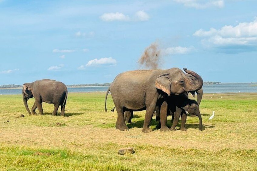 Private Jeep Safari at Minneriya National Parks 4