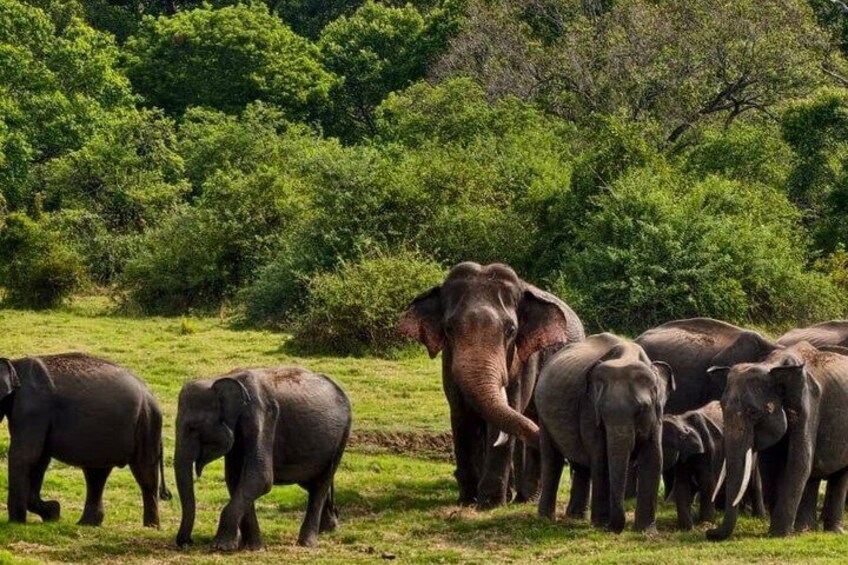Private Jeep Safari at Minneriya National Parks 5