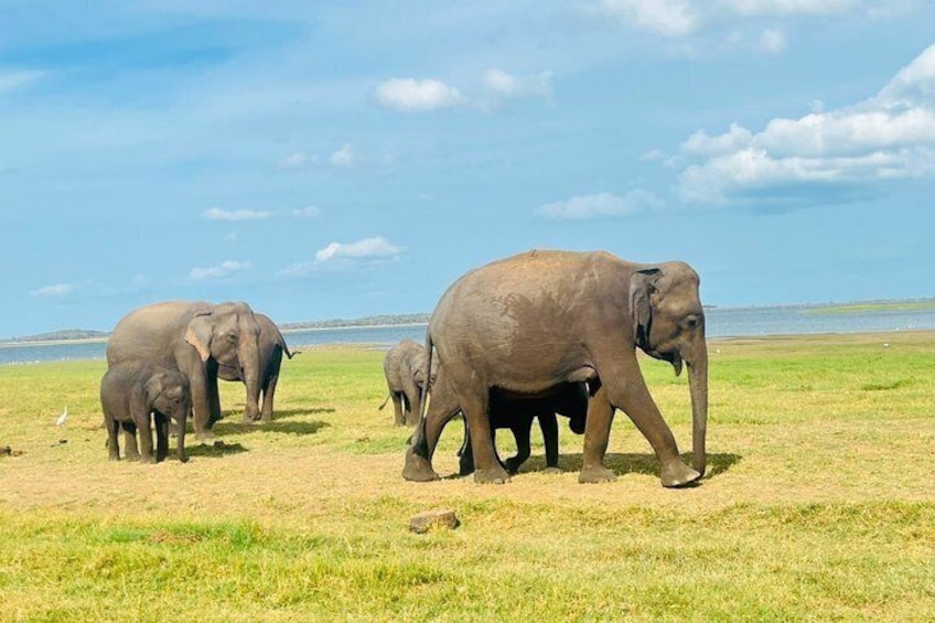 Private Jeep Safari at Minneriya National Parks 2