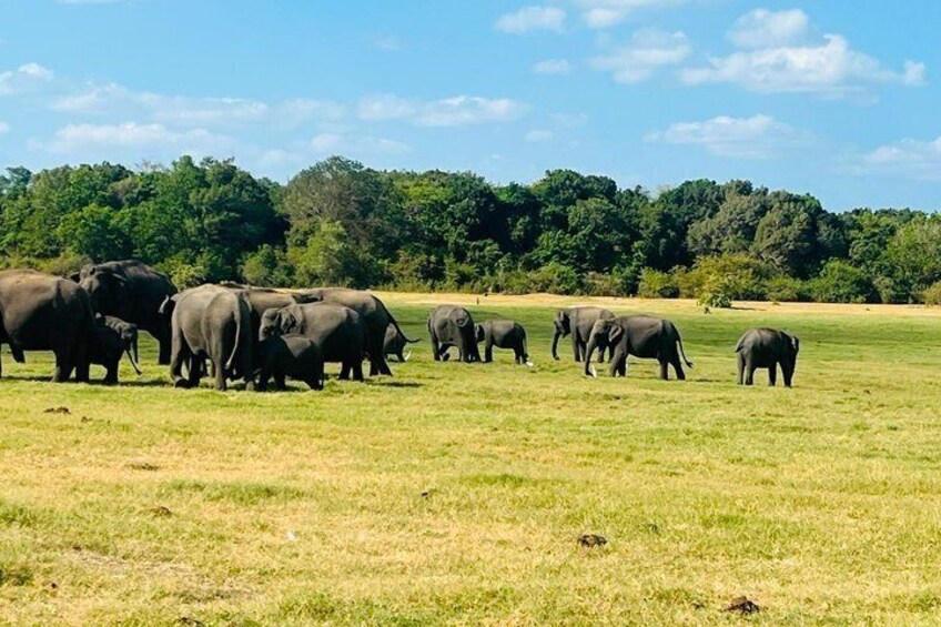 Private Jeep Safari at Minneriya National Parks 2