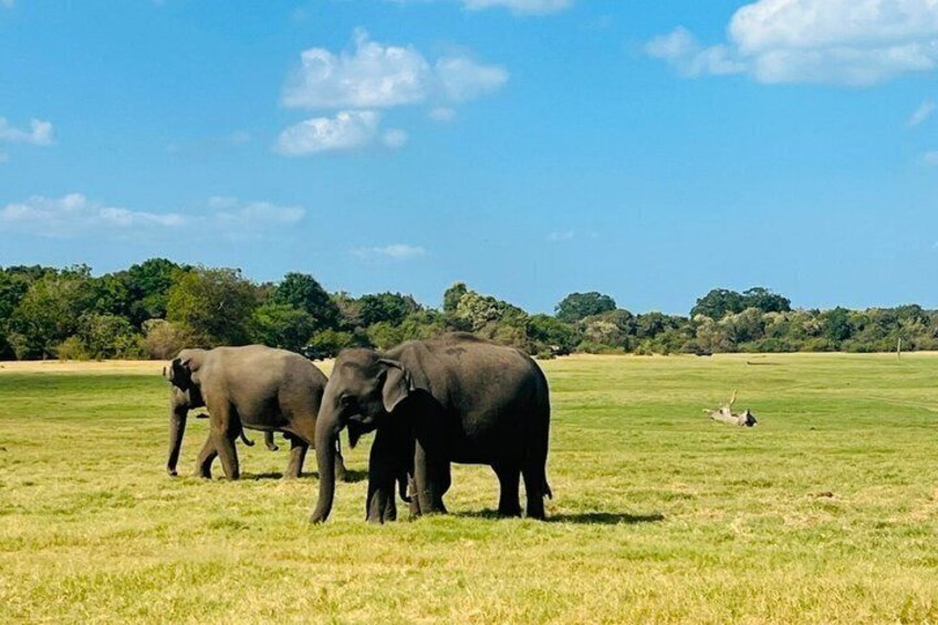 Private Jeep Safari at Minneriya National Parks 4