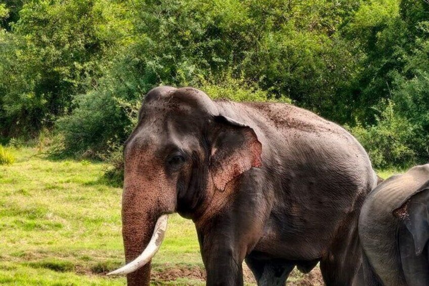 Private Jeep Safari at Minneriya National Parks 4