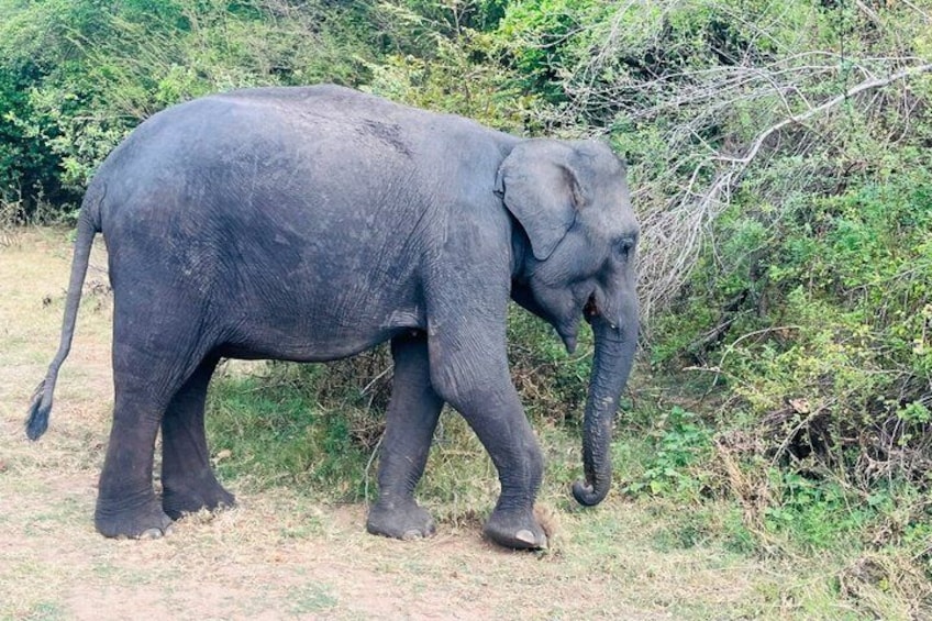 Private Jeep Safari at Minneriya National Parks 3
