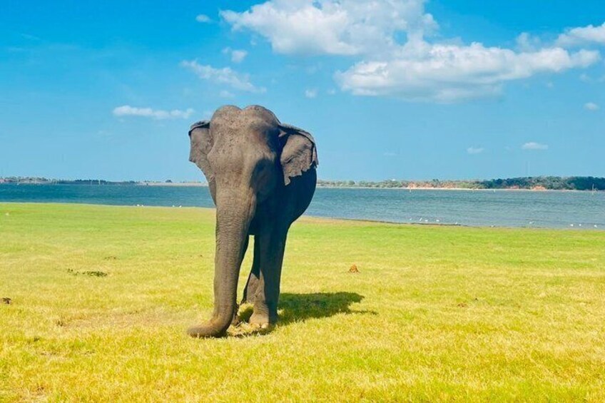Private Jeep Safari at Minneriya National Parks 3
