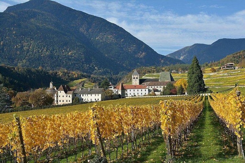A vineyard with rows of grapevines, a castle-like building, and mountains in the background. 4