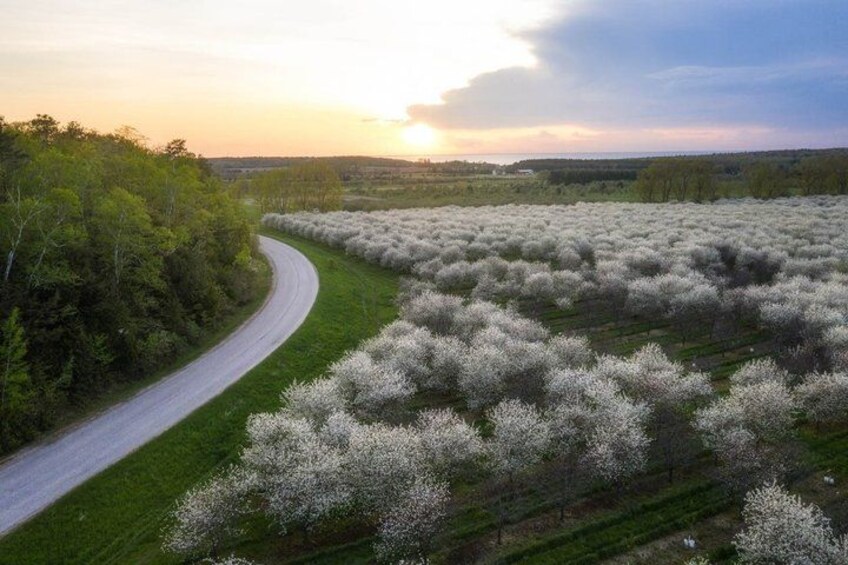 A winding road through a field of blooming trees at sunset. 5