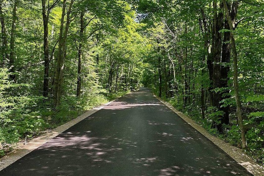 Una carretera pavimentada rodeada de un bosque frondoso. 4