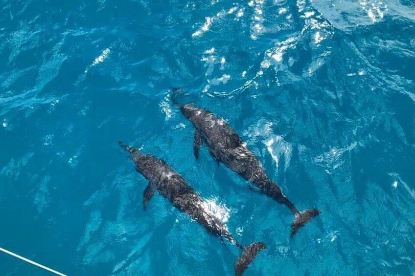 Dolphins swimming in clear blue water. 3