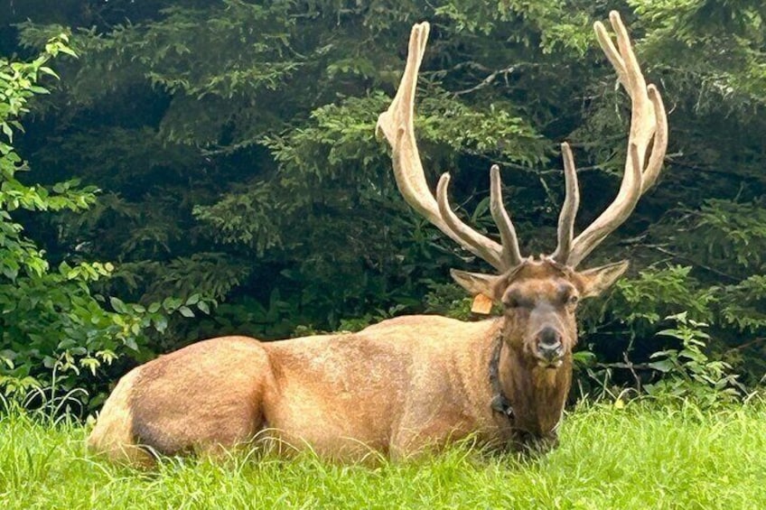 Un gran alce de astas destacadas yaciendo sobre la hierba en un área boscosa. 3