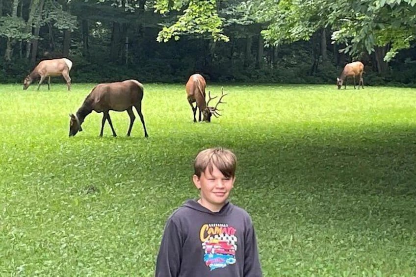 Smoky Mountain Elk & Waterfall Jeep Tour 3