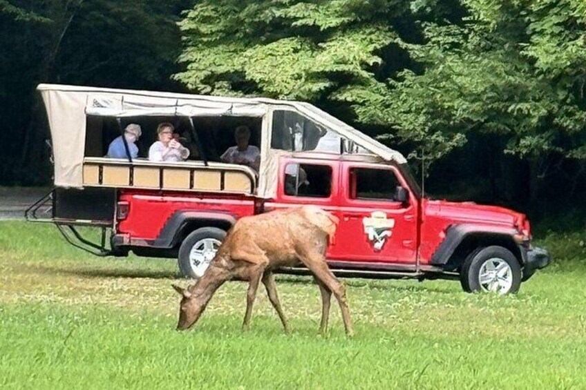 A red safari vehicle with passengers and a deer grazing in a grassy field. 1
