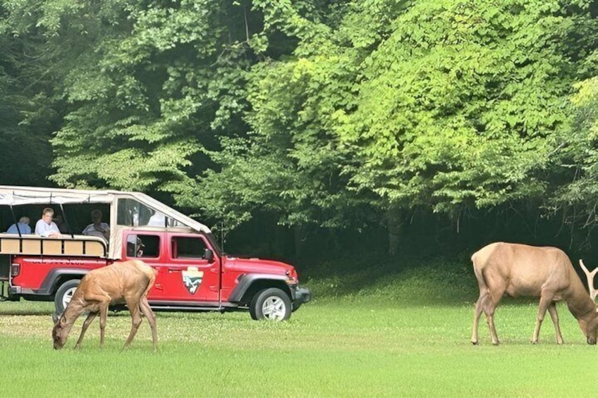 Un vehículo safari rojo con pasajeros, dos antílopes pastando en un campo de hierba y densos árboles verdes al fondo. 2